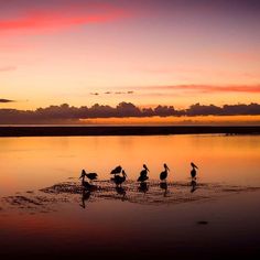 some birds are standing in the water at sunset