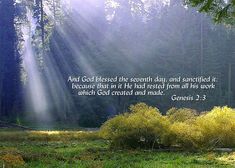 the light shines brightly through the trees and grass in front of a forest scene with a bible verse