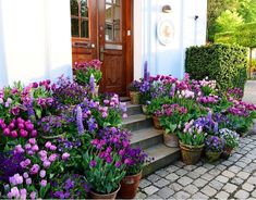 many potted flowers are on the front steps