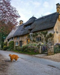 an orange cat walking down the street in front of a thatched roof house with flowers growing on it