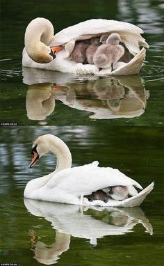 two swans are swimming in the water with their babies on it's back legs