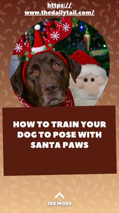 a dog wearing a santa hat with the words how to train your dog to pose with santa paws