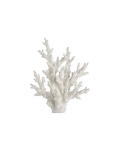 a white coral on a gray background