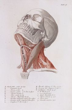 a drawing of a human head and neck with muscles drawn on it's sides