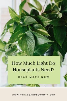 How much light for houseplants People Happy, Common Questions, Plant Needs, Types Of Plants, Low Light, Low Lights, In The Dark, Habitat, House Plants