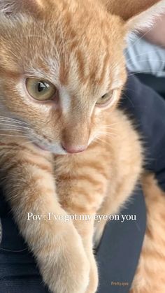 an orange cat is sitting on someone's lap and has its paw up to the camera