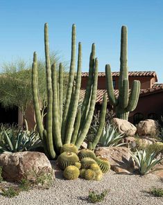 a cactus garden in front of a house