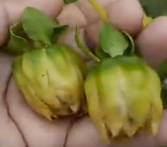 a person holding two pieces of fruit in their hands, with green leaves on them