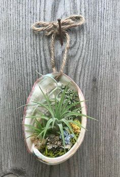 an air plant hanging from a rope on a wooden wall with some plants in it