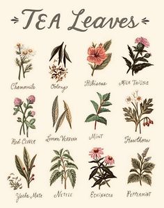 tea leaves and flowers are shown in this vintage illustration from the early 1900's