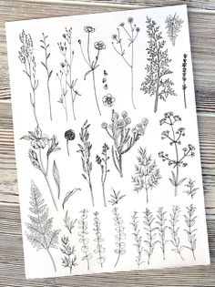 various plants and flowers drawn on white paper with wood planks in the back ground