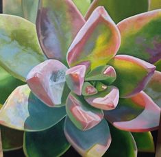 an oil painting of a succulent plant with pink and green leaves on it