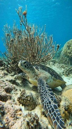 a sea turtle swimming over a coral reef