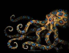 an octopus with blue and yellow lights on it's body