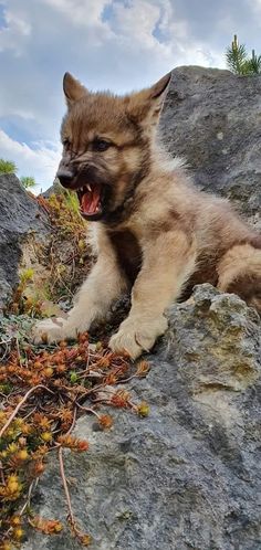 a small dog laying on top of a rock covered in grass and twigs with it's mouth open