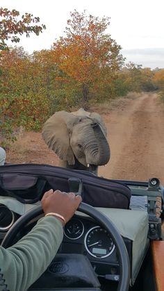 an elephant walking across a dirt road next to a person driving a car with the driver