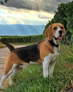 a beagle dog standing in the grass with his tongue hanging out and looking at the camera