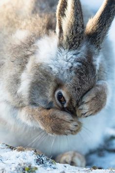 a close up of a rabbit in the snow