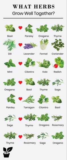 an iphone screen showing what herbs grow well together