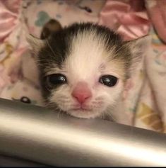 a small kitten is peeking over the edge of a bed with its eyes wide open