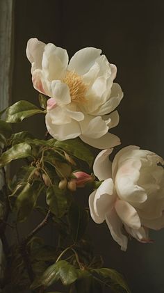 two white flowers with green leaves in front of a window sill and dark background