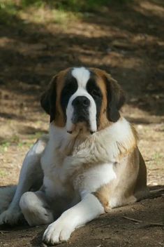 a large brown and white dog laying on top of a dirt ground next to trees