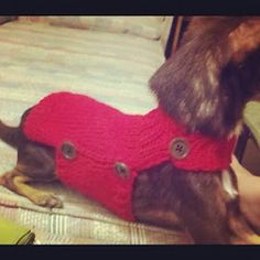 a dog wearing a red sweater with buttons on it's chest sitting on a bed