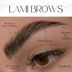 Estructura de un Lamibrow o laminado de cejas, beneficios del laminado de cejas, por que debo hacerme un laminado de cejas Brow Quotes, Lash Lifting, Eyelash Extentions, Lash Room, Brow Lash, Homemade Beauty Tips, Brow Bar