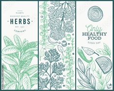 three vertical banners with plants and herbs for healthy food design, hand drawn illustration on white background