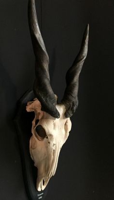 an animal's skull mounted on the wall