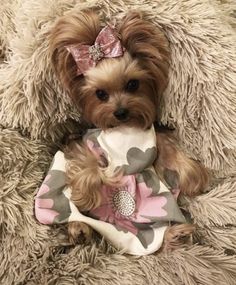 a small brown dog sitting on top of a furry rug wearing a pink and gray dress