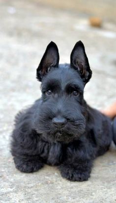 a small black dog laying on the ground