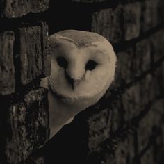 an owl perched on the side of a brick wall