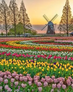 colorful tulips and other flowers in front of a windmill at sunset with trees