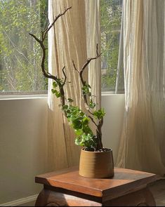 a potted plant sitting on top of a wooden table in front of a window