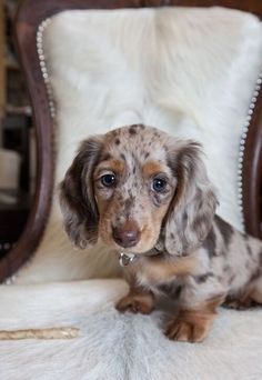 a brown and black dog sitting on top of a white chair