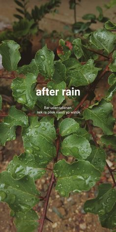 a plant with green leaves and the words after rain written in white on it's side