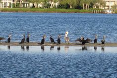 there are many birds that are standing on the edge of the water by the shore