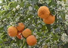 several oranges growing on the branches of an orange tree with white flowers and green leaves