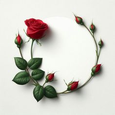 a red rose with green leaves on a white background, in the shape of a circle