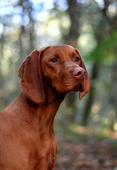 a large brown dog standing in the woods