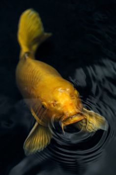 a yellow fish is swimming in the water