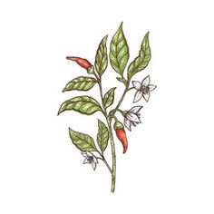 Chili Plant Illustration, Chili Pepper Plant Tattoo, Chill Pepper Tattoo, Chilli Plant Tattoo, Pepper Plant Drawing, Cancun Tattoo, Salt And Pepper Tattoo