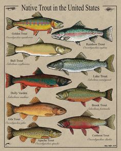 a poster with different types of fish on it's sides and the words native trout in