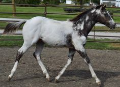 a white and black horse running in an enclosure