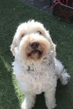 a white dog sitting on top of a lush green field