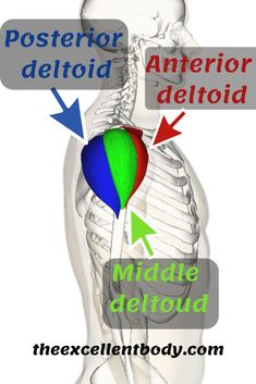 the anatomy of the stomach with arrows pointing to different areas that are labeled in red, blue and green