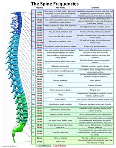 Spine Frequencies, Book Songs, Spine Health, Medical Anatomy, Body Anatomy, Medical Knowledge