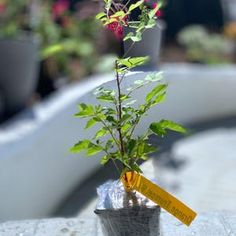 Orange Trumpet Climbing Vine 4' in Pot - Etsy