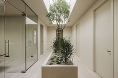 a long narrow hallway with a tree in the center